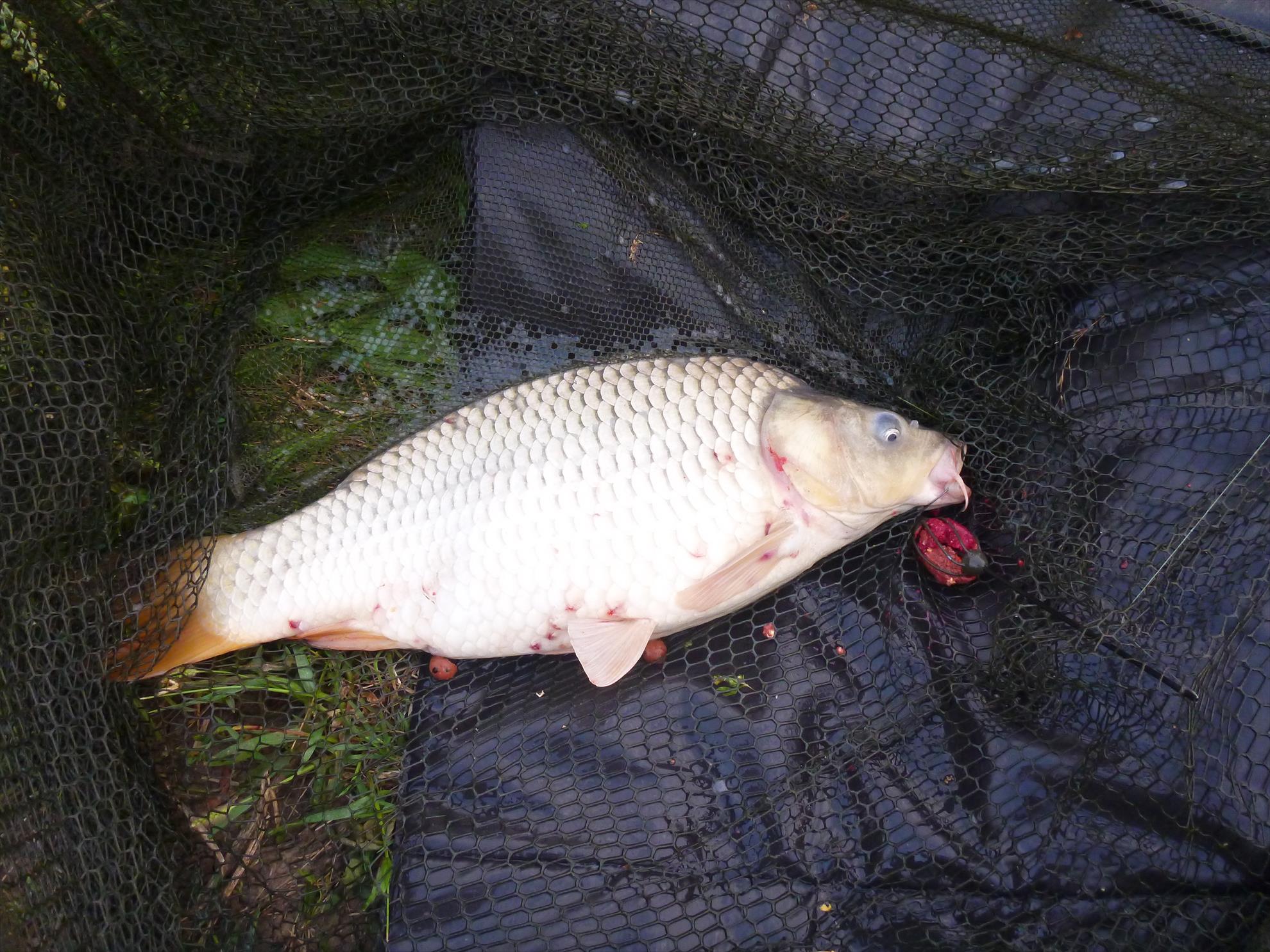 Magura 9 1 - 2 august 2014 - p1040497.JPG